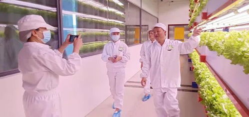 看菜不是菜，看菜還是菜 文化傳媒的鏡像與重構(gòu)